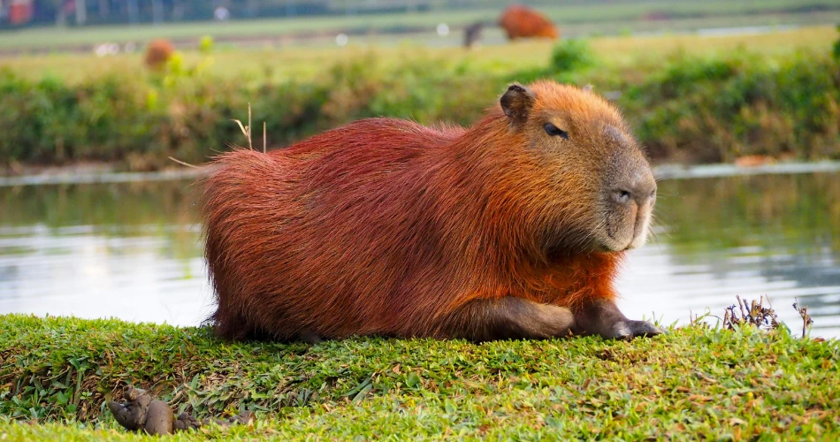 Powai Lake: A Peaceful Retreat in the Heart of Mumbai
